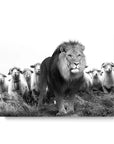Lion Sheeps