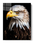 Bald Eagle Black Portrait