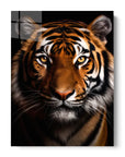 Bengal Tiger Black Portrait