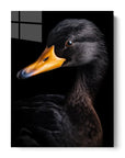 Black Duck Black Portrait