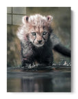 Cheetah Cub Water