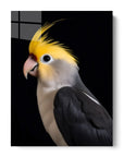 Cockatiel Black Portrait