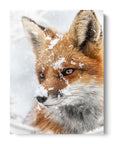 Fox Snow