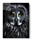 Great Grey Owl Black Portrait