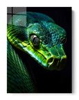 Green Snake Black Portrait