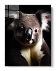 Koala Black Portrait