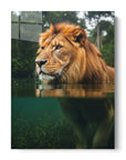 Lion In River