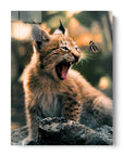Lynx Cub Butterfly