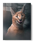 Moody Caracal