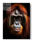 Orangutan Black Portrait