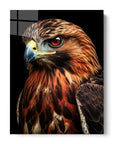 Red Tailed Hawk Black Portrait