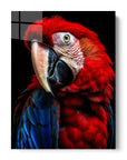 Scarlet Macaw Parrot Black Portrait