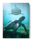 Shark Turtle