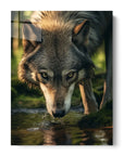 Wolf Drinking Water