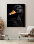 Black Duck Black Portrait