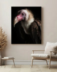Vulture Black Portrait