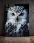 Snowy Owl Black Portrait