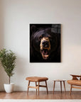 American Black Bear Black Portrait