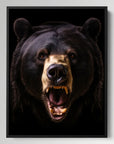 American Black Bear Black Portrait