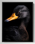 Black Duck Black Portrait
