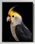 Cockatiel Black Portrait