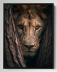Lioness Hiding