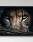 Lion Hiding Horizontal