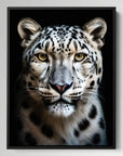 Snow Leopard Black Portrait