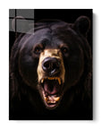 American Black Bear Black Portrait