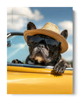 Cool French Bulldog