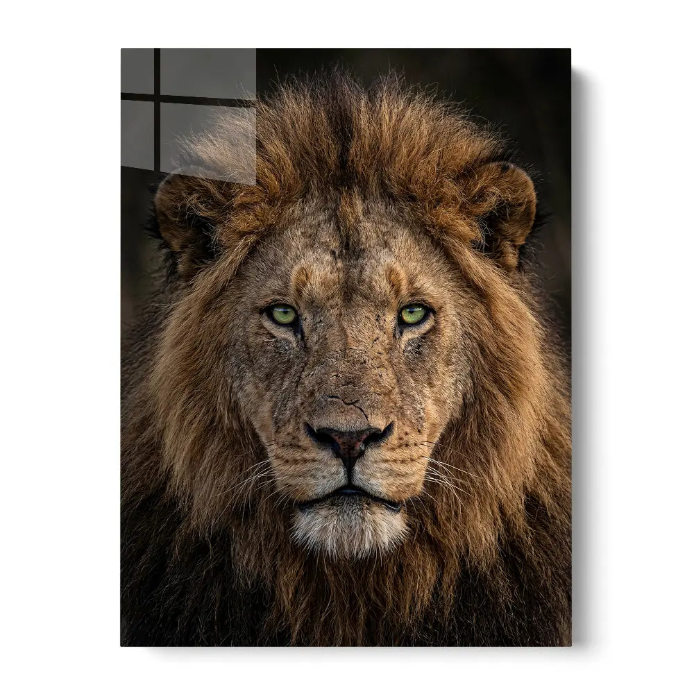 Lion Green Eyes