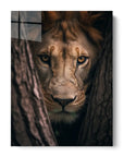 Lioness Hiding