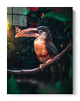 Toucan Butterfly