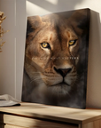 Lioness Focus