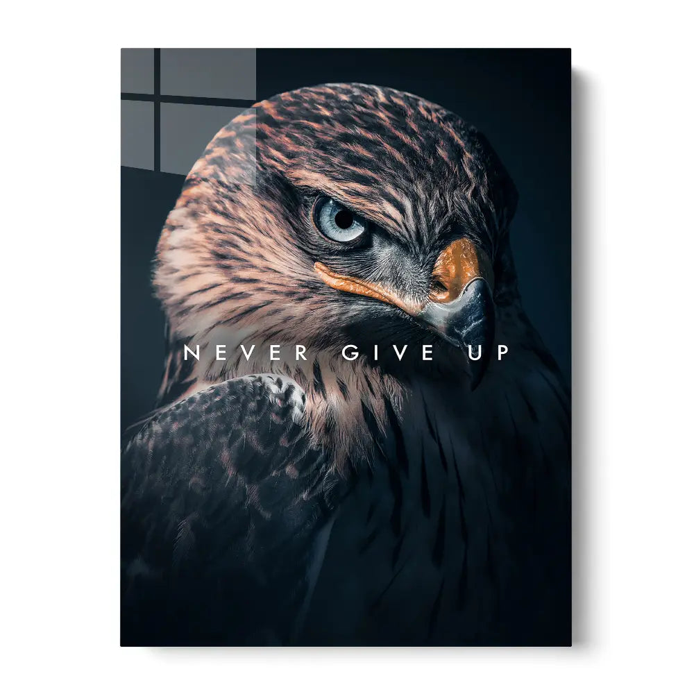 Hawk Never Give Up