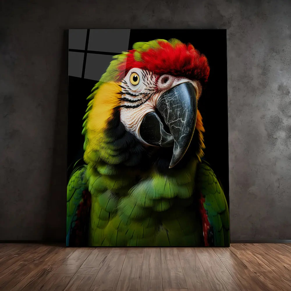 Macaw Parrot Black Portrait