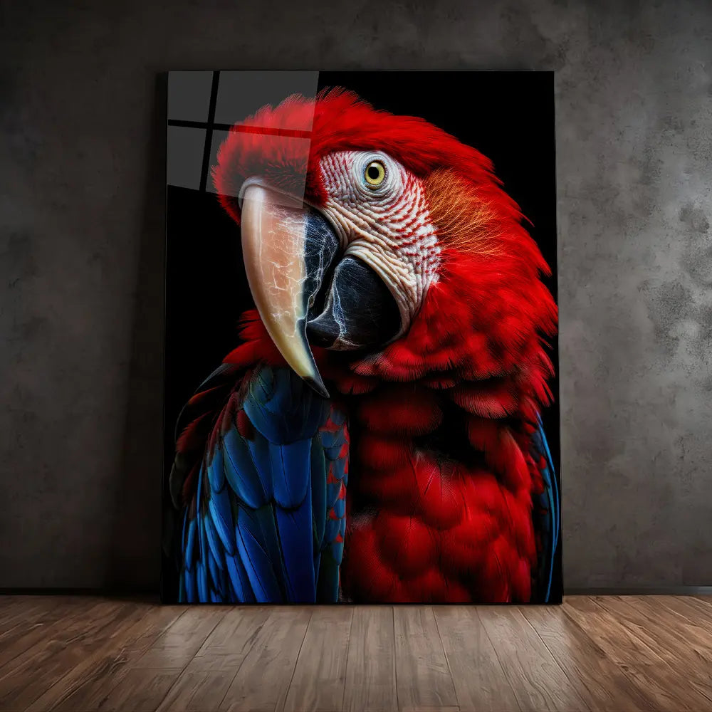 Scarlet Macaw Parrot Black Portrait