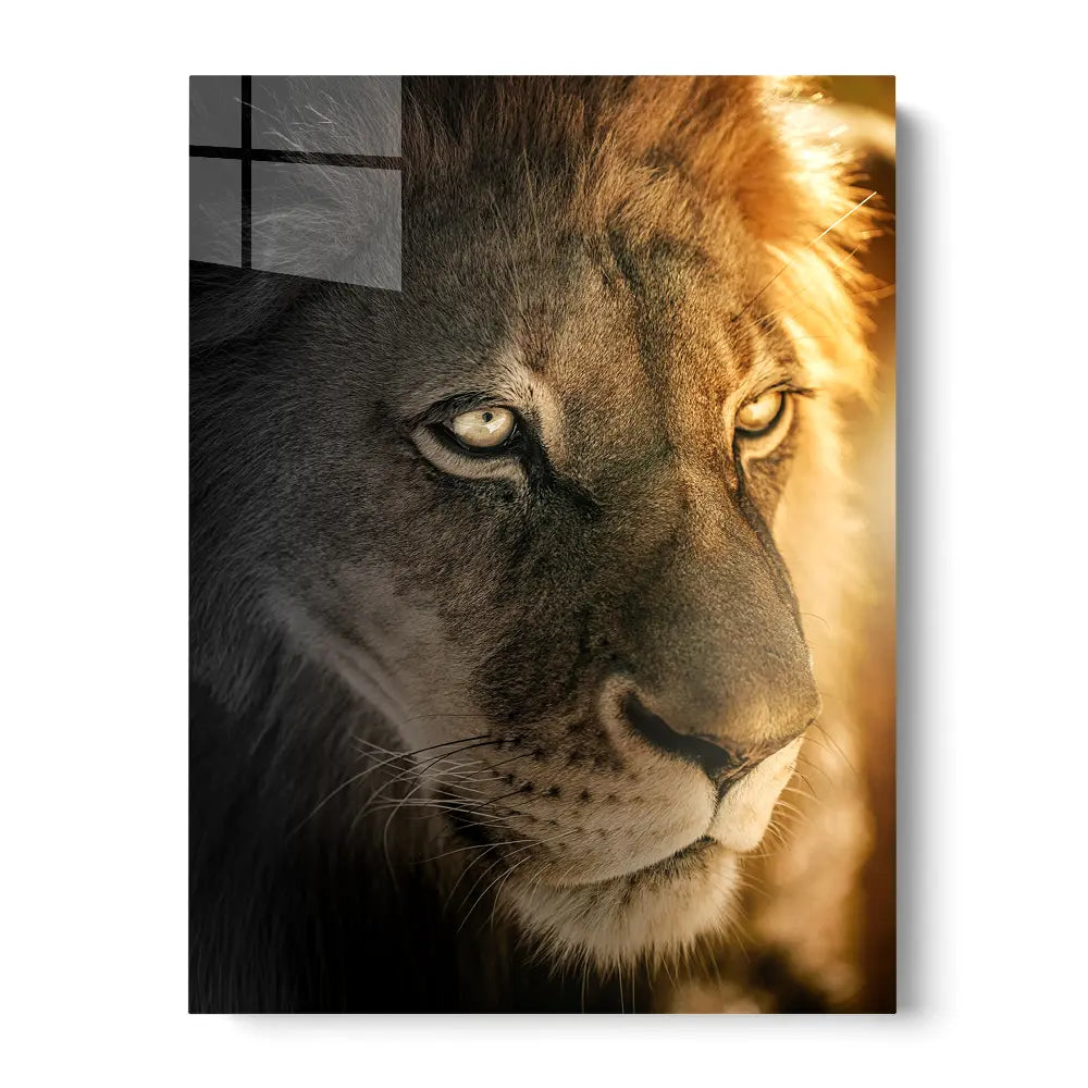 Golden Hour Lion