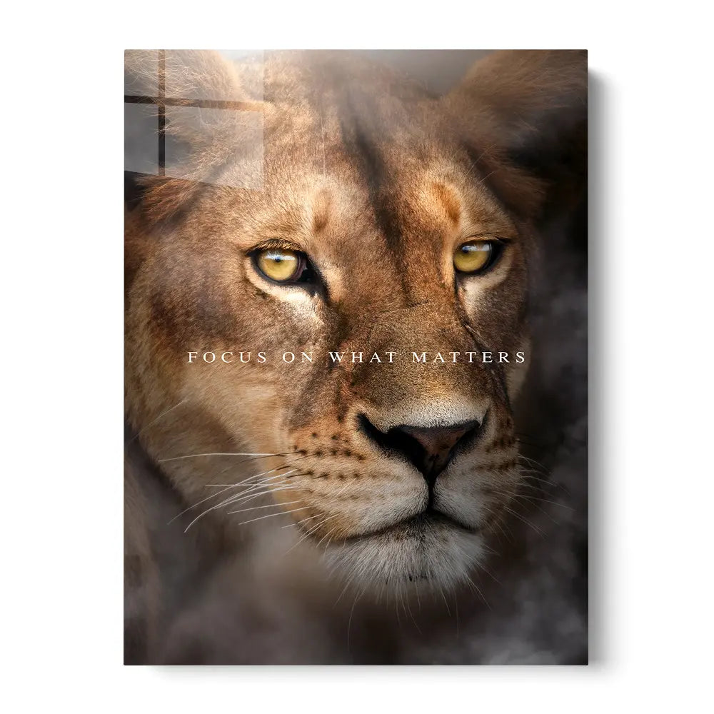 Lioness Focus