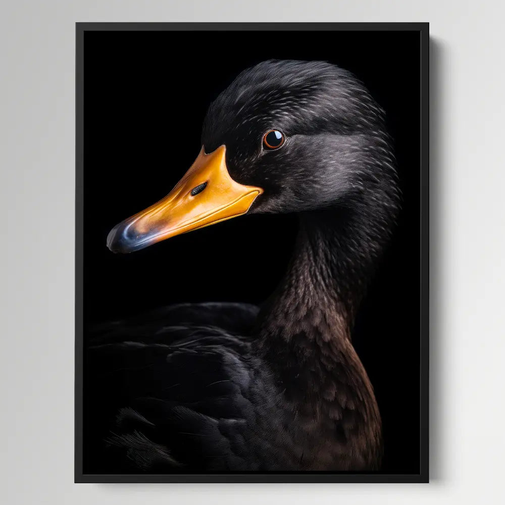Black Duck Black Portrait