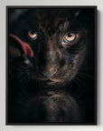 Black Jaguar Cub