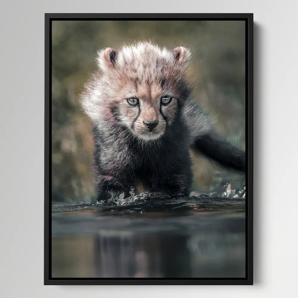 Cheetah Cub Water