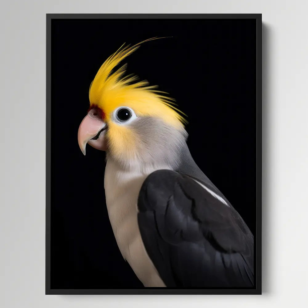 Cockatiel Black Portrait