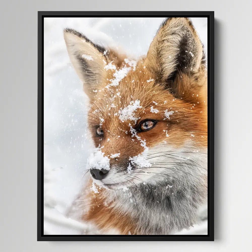 Fox Snow