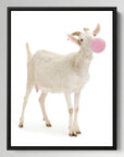 Goat Bubblegum