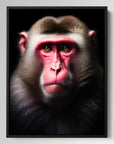 Macaque Black Portrait