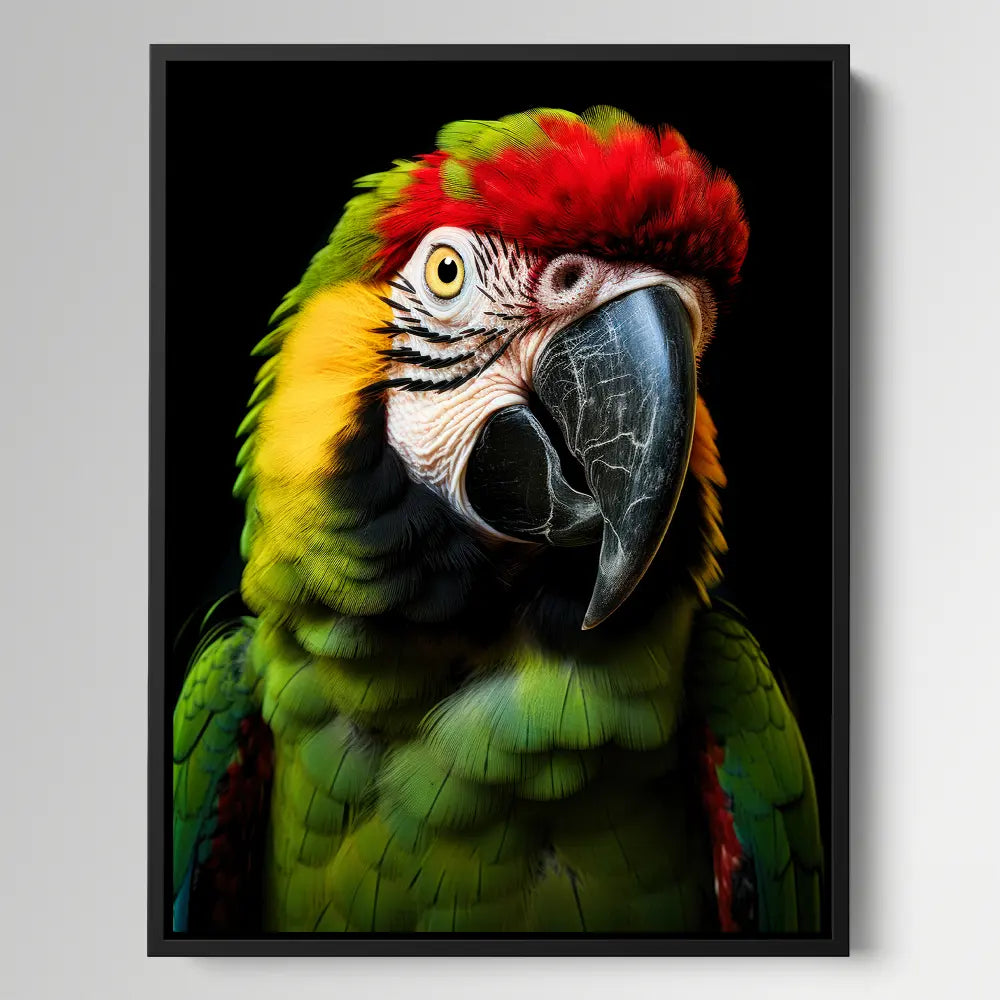 Macaw Parrot Black Portrait
