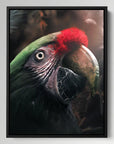 Marble Parrot