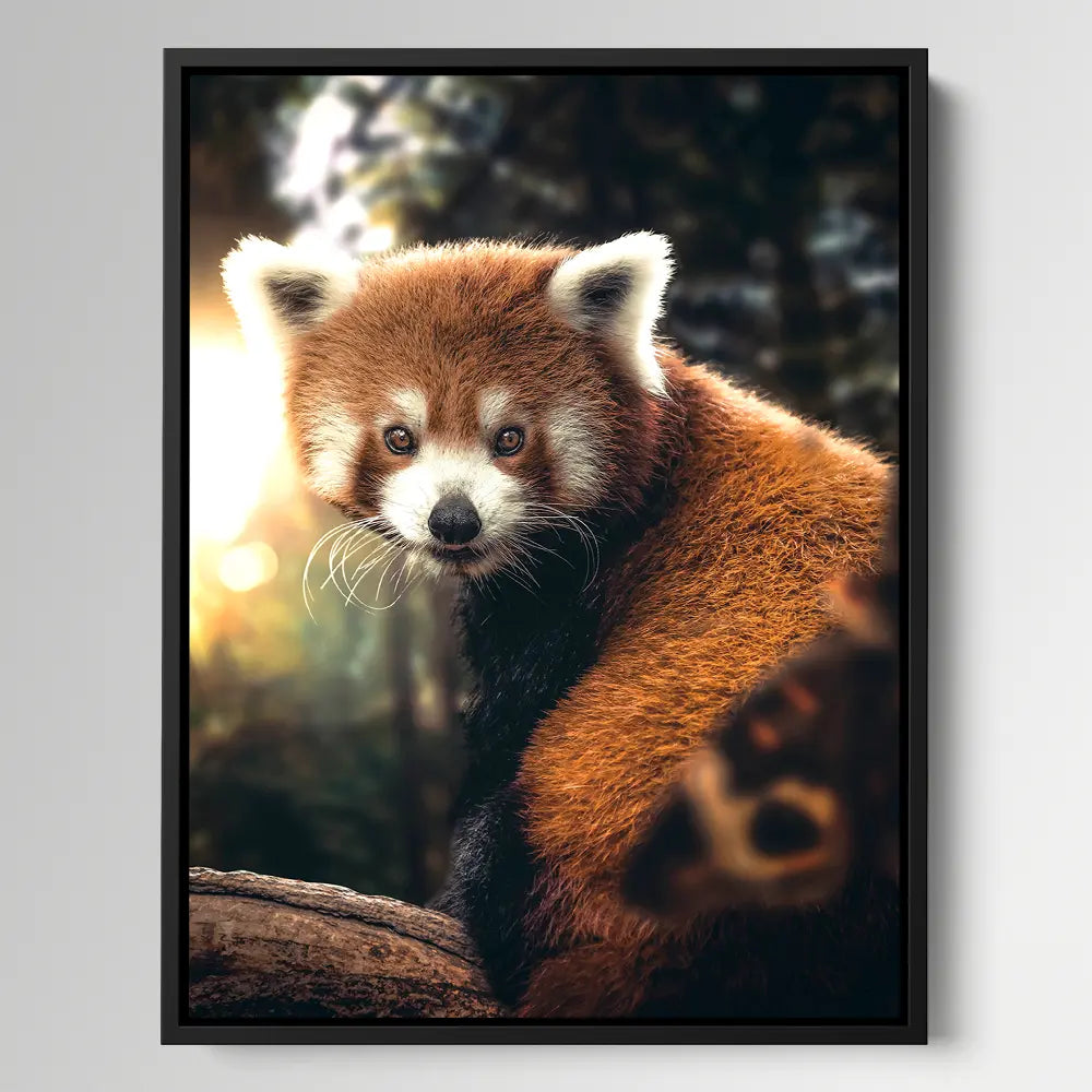 Red Panda
