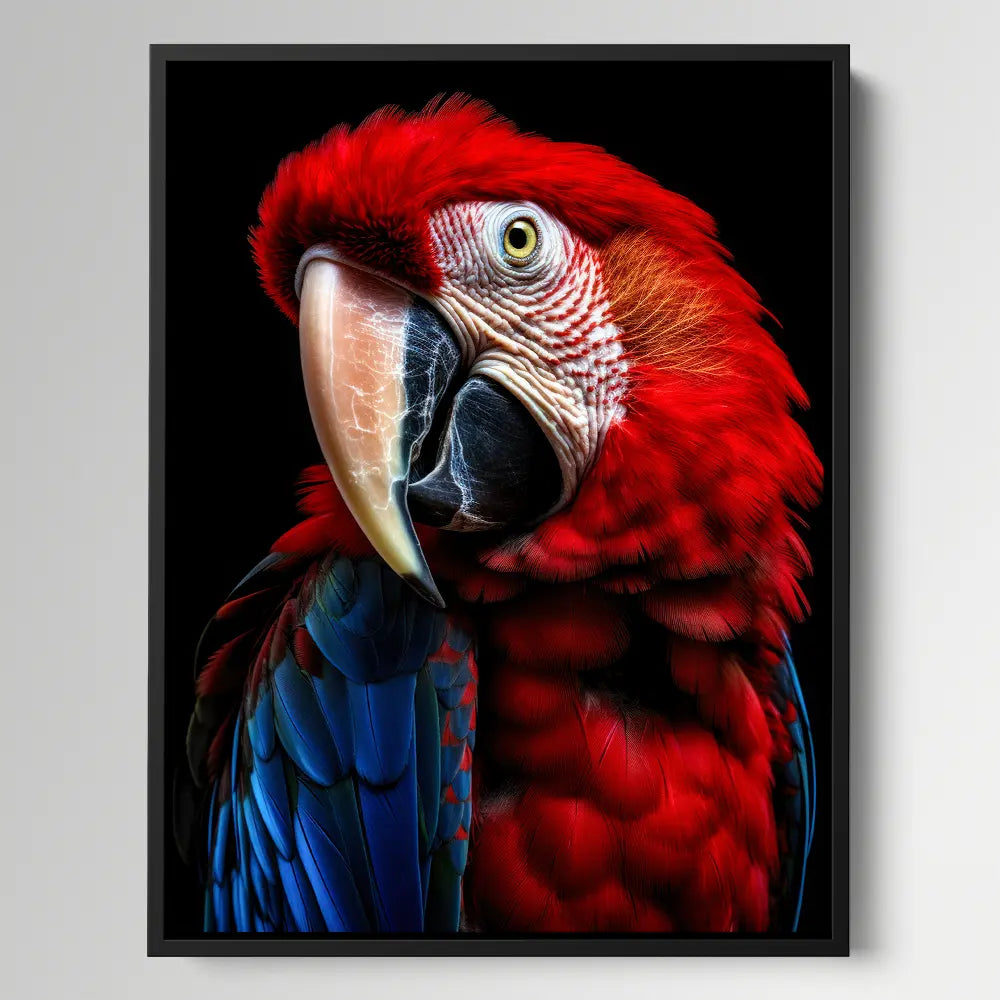 Scarlet Macaw Parrot Black Portrait